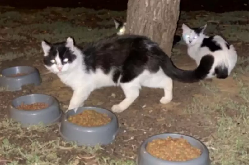 Rescue Shelter in Stand-Off Over Stray Cat Crisis, Calls for Council Action
