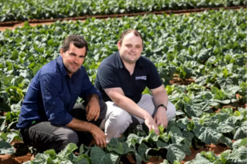 SA Veggie Growers Battle to Stop Power Line Through Prime Land