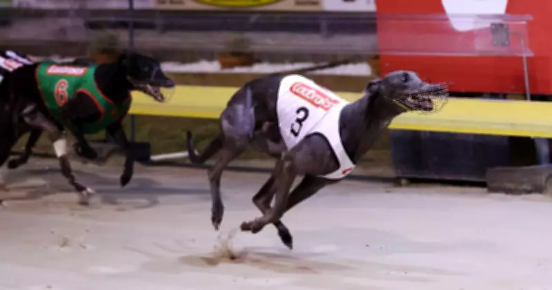See This Wins Nowra Puppy Classic; Records Fall at Wagga and Goulburn