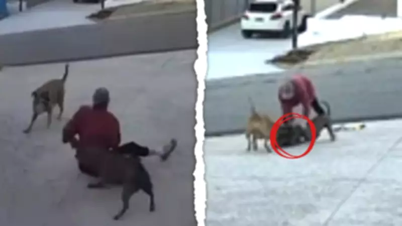 Shocking Vision Shows Dianella Woman's Horror as Vicious Dogs Attack, Hospitalising Her and Killing Pet