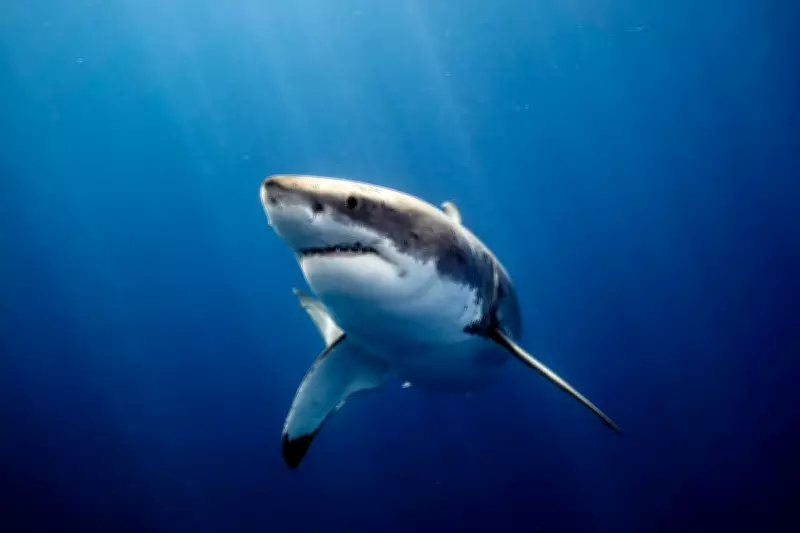 Spearfisher's Terrifying Encounter with 4m Great White Shark Sparks Ocean Reef Warning