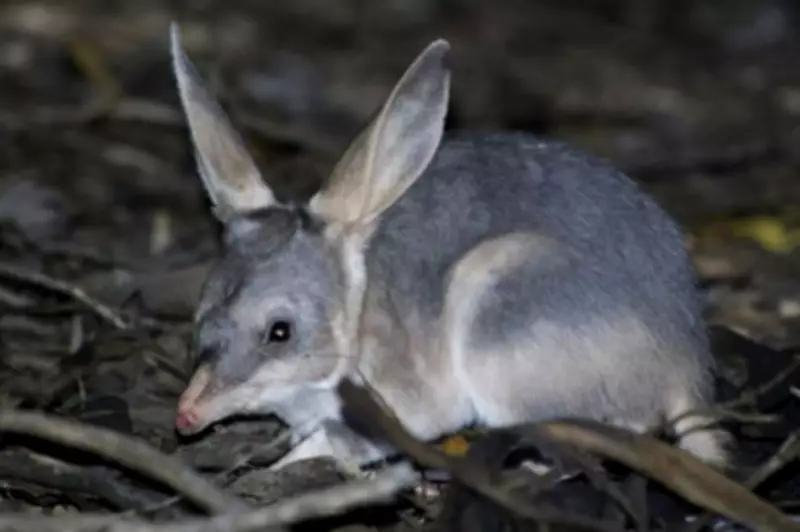 Surprise Increase in South Australia's Real-Life Bilby Numbers Before Easter