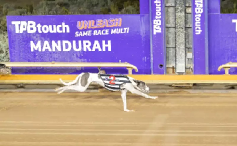Timmy Tesla Ends Victory Drought with Mandurah Greyhound Win