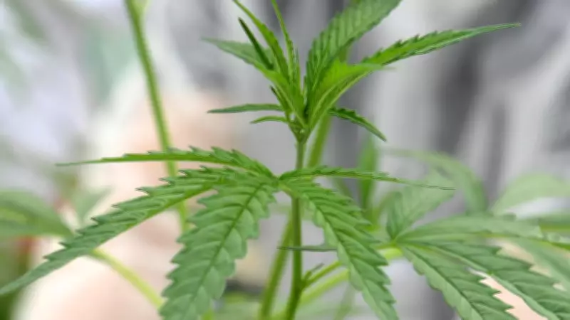Tinaroo Man Jailed After Judge Rejects Legal Cannabis Business Excuse