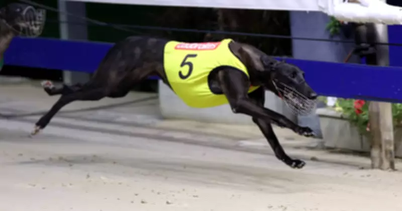 Todd Barnes Shines in Magic Maiden as Greyhound Racing Thrives in NSW