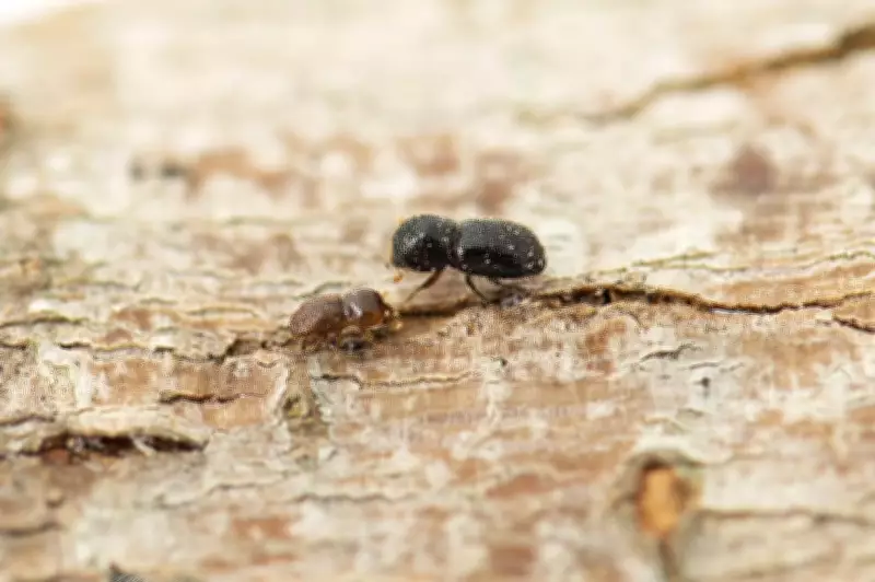 WA councils ramp up tree giveaways to combat invasive borer beetle