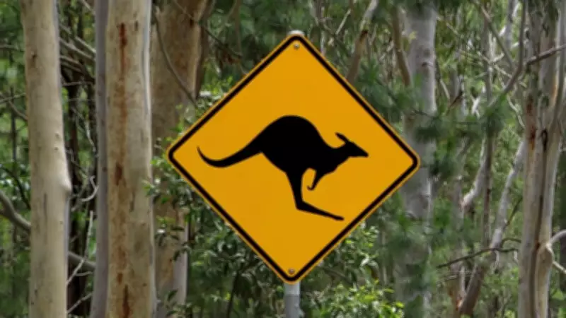 Wildlife Collisions in Geelong Surge 87% Amid Urban Growth Boom