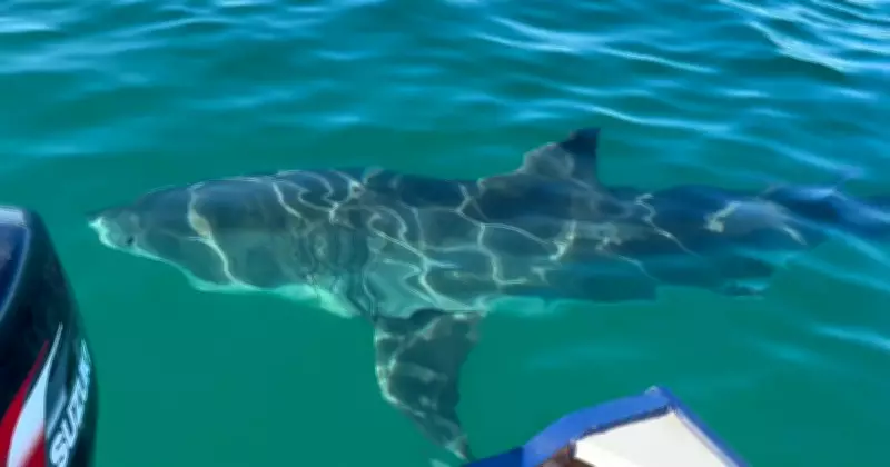 Wollongong fisherman's close encounter with 6m great white shark