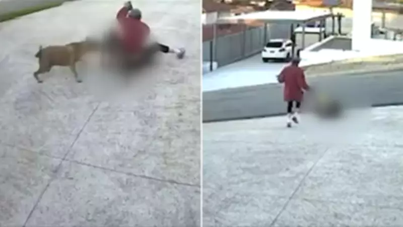 Woman Injured, Pet Killed in Savage Dog Attack in Perth Suburb