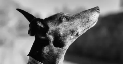 Australian Greyhounds Find Loving Homes Across the United States