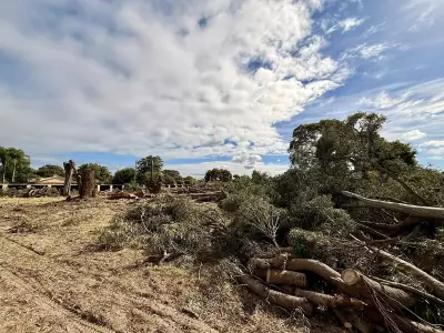Century-Old Trees Felled in Greenfields for Housing Development, Sparking Outrage