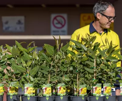 City of Belmont Doubles Free Tree Offer to Residents This Winter