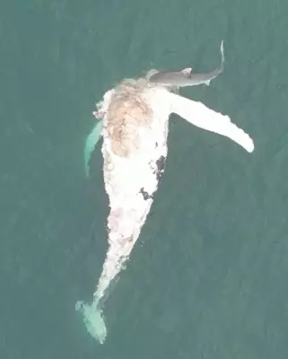 Dead Whale Removed from Florida Beach After Shark Feeding Frenzy