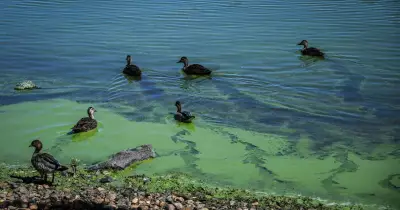 Extreme Blue-Green Algae Levels Close Lake Burley Griffin Activities