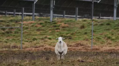 Farmer Proposes Solar Panels and Sheep for Vacant Mossman Cane Fields