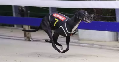 He's A Pearl Aims to Make Greyhound Racing History in Golden Easter Egg Final