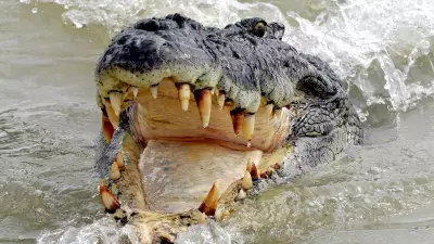 Man in 20s Hospitalised After Crocodile Attack at Remote WA Camping Spot