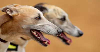 NSW Greyhound Racing Marks 100 Years with Major Regulatory Overhaul