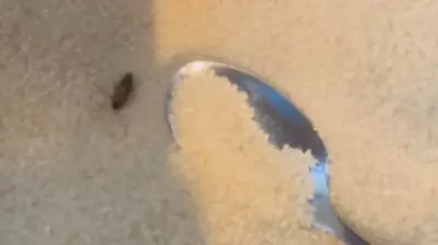 Queensland Health Clears Twin City Hotel After Social Media Pest Claims