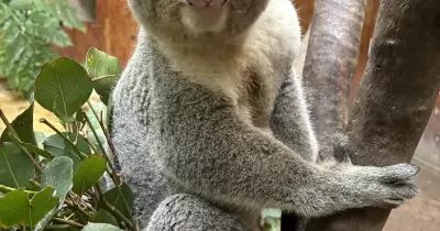Rupert the Koala, Blackbutt's Last Resident, Dies from Cancer