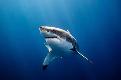 Spearfisher's Terrifying Encounter with 4m Great White Shark Sparks Ocean Reef Warning