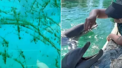 Whistleblower Exposes Algae-Filled Dolphin Tanks in NSW Sanctuary