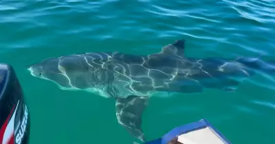 Wollongong fisherman's close encounter with 6m great white shark
