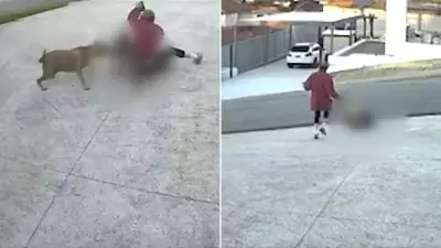 Woman Injured, Pet Killed in Savage Dog Attack in Perth Suburb
