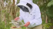 Australian Scientists Uncover Healing Powers in Stingless Bee Glue