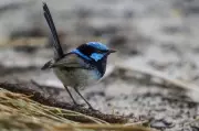 Australia's Beloved Bird Faces Extinction Threat, Researchers Issue Urgent Warning