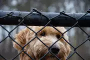 Bayswater Council Approves $200 Fines for Dog Owners Without Enclosures