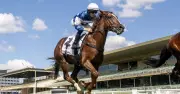 Canterbury Racing Preview: Graffiti Tycoon Tipped to Shine on Wednesday