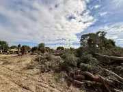 Century-Old Trees Felled in Greenfields for Housing Development, Sparking Outrage