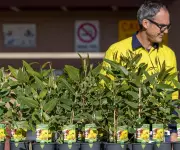 City of Belmont Doubles Free Tree Offer to Residents This Winter