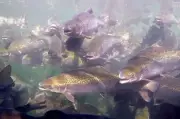 Cocaine-Exposed Fish Swim Further, Queensland Study Reveals