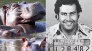 Colombia Authorizes Cull of Pablo Escobar's 'Cocaine Hippos' to Protect Ecosystems