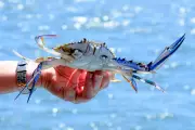 Couple Fined Over $7,600 for Taking 62 Undersized Blue Swimmer Crabs