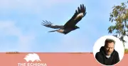 Currawongs' Winter Song Offers Soothing Relief from Australia's News Fatigue
