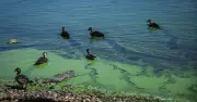Extreme Blue-Green Algae Levels Close Lake Burley Griffin Activities