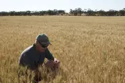 From Paddock to Powerhouse: Celebrating South Australia's Agricultural Towns