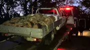 Geelong Man Fined for Illegal Tree Felling in Otway Forest