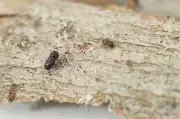 Joondalup Halts Marri Tree Planting Amid Invasive Beetle Threat