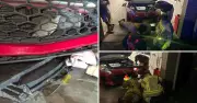 Kookaburra Rescued by Firefighters After Getting Trapped in Car in Hunter Region