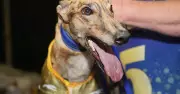 Off The Chart's Historic Golden Easter Egg Victory Marks Potential Wentworth Park Farewell
