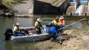 Over 100 Barramundi Released into Ross River to Boost Fishing Stocks