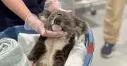Port Stephens Koala Hospital Launches Vital Disease Research Initiative