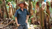 Rising Fuel Prices Threaten Australia's Banana Supply Chain