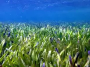 Seagrass Recovery in Peel-Harvey Estuary Signals Ecological Hope Amid Concerns