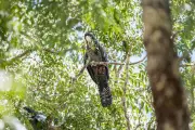 Shire of Murray Opens Applications for Healthy Habitats Environmental Program