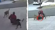 Shocking Vision Shows Dianella Woman's Horror as Vicious Dogs Attack, Hospitalising Her and Killing Pet